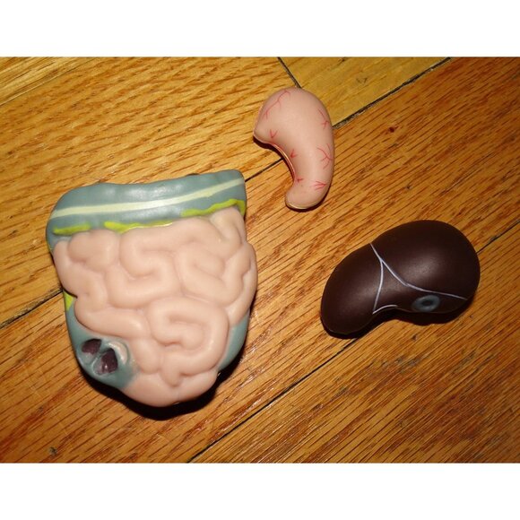 Vintage Plastic Human Organ Miniatures liver kidney intestines oddity curiosity - Picture 9 of 10